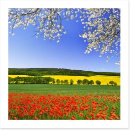Canola and poppies Art Print 60238982