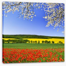 Canola and poppies Stretched Canvas 60238982