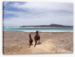 Beach kangaroos Stretched Canvas 60247760