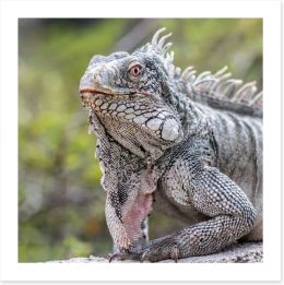 Reptiles / Amphibian Art Print 60359537