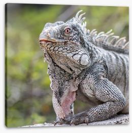 Reptiles / Amphibian Stretched Canvas 60359537