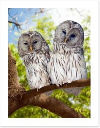 Grey owls Art Print 60445396
