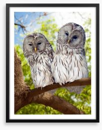 Grey owls Framed Art Print 60445396