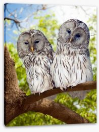 Grey owls Stretched Canvas 60445396