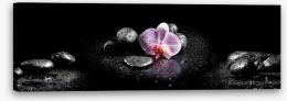 Orchids and stones panoramic Stretched Canvas 60629892