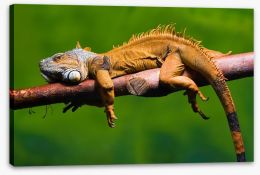 Reptiles / Amphibian Stretched Canvas 60661851