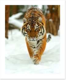 Portrait of a Siberian tiger Art Print 60720302