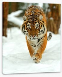 Portrait of a Siberian tiger Stretched Canvas 60720302