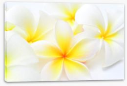 Tropical frangipani Stretched Canvas 60856639