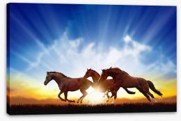 Galloping horse sunbeam Stretched Canvas 60981945