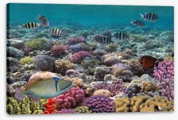 Fish / Aquatic Stretched Canvas 61090956