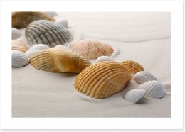 Shells on the sand Art Print 61327381