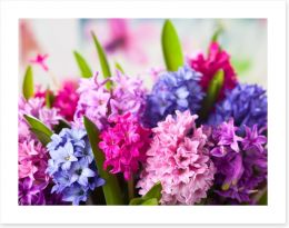 Hyacinth happiness Art Print 61514295