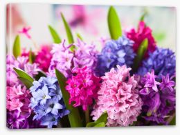 Hyacinth happiness Stretched Canvas 61514295