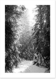 Between the fir trees Art Print 61820410
