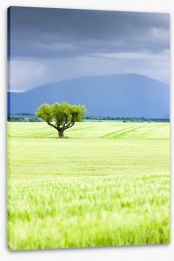 The lonesome tree Stretched Canvas 61844992