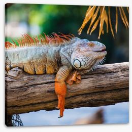 Iguana on a branch Stretched Canvas 61903719
