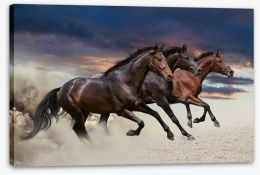 Sandy gallop Stretched Canvas 62166147