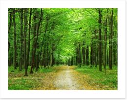 Emerald forest path Art Print 62185119