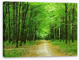 Emerald forest path Stretched Canvas 62185119