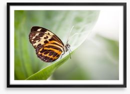Insects Framed Art Print 62312029