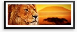The lion at Mount Kilimanjaro sunset Framed Art Print 62334577