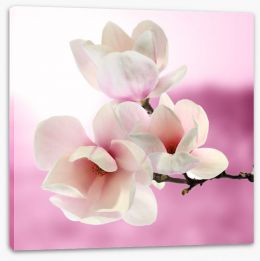 Pink tinged magnolia Stretched Canvas 62387235
