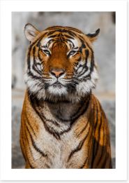 Tiger contemplation Art Print 62506660
