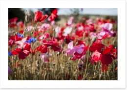 Blooming poppy field Art Print 62546435