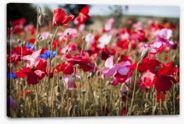 Blooming poppy field Stretched Canvas 62546435
