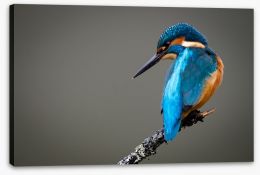 Kingfisher perched Stretched Canvas 62644513