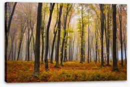 Autumn in the misty beech forest Stretched Canvas 62716115