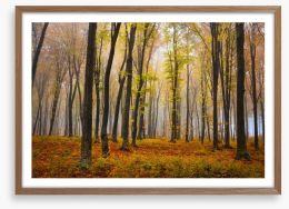 Autumn in the misty beech forest Framed Art Print 62716115