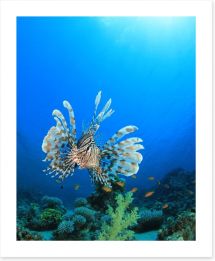 Fish / Aquatic Art Print 62835169