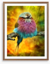 Lilac breasted roller bird Framed Art Print 62909322
