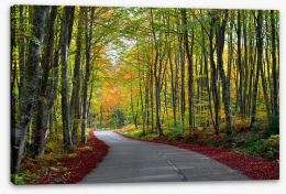 Autumn beech forest Stretched Canvas 62919606