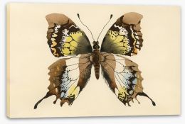 Aquarelle butterfly Stretched Canvas 62965493