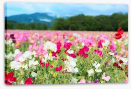Spring meadow Stretched Canvas 63098511