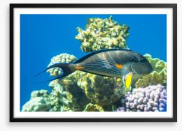 Fish / Aquatic Framed Art Print 63125249