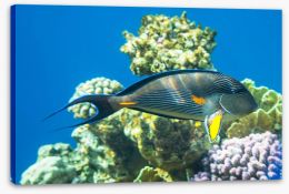 Fish / Aquatic Stretched Canvas 63125249