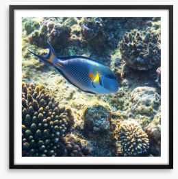 Fish / Aquatic Framed Art Print 63125293