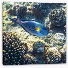 Fish / Aquatic Stretched Canvas 63125293