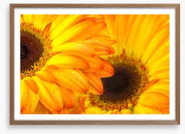 Sunshine petals Framed Art Print 63174356