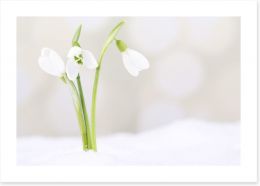 The first snowdrops Art Print 63186930
