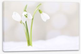 The first snowdrops Stretched Canvas 63186930