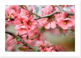 Spring blossoms Art Print 63255007