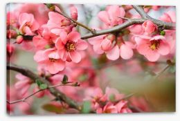 Spring blossoms Stretched Canvas 63255007