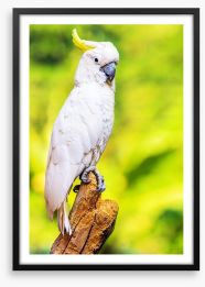 Yellow crested cockatoo Framed Art Print 63266111