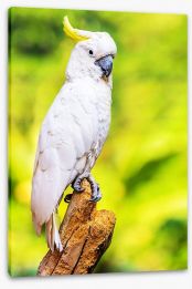 Yellow crested cockatoo Stretched Canvas 63266111