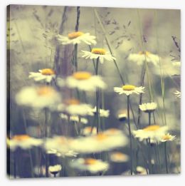 Vintage daisies Stretched Canvas 63338871